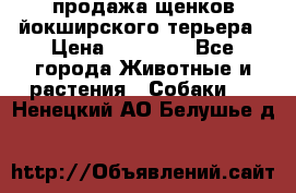 продажа щенков йокширского терьера › Цена ­ 25 000 - Все города Животные и растения » Собаки   . Ненецкий АО,Белушье д.